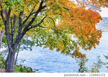 北海道阿寒湖的秋葉 116981172