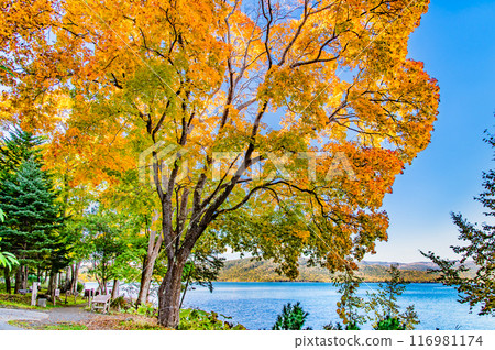 Hokkaido Autumn leaves at Lake Akan 116981174