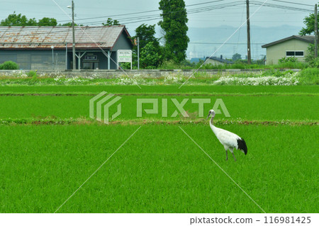 Red-crowned cranes and Kitaichi Station on the Rumoi Main Line Red-crowned cranes and Kitaichi Station on the Rumoi Main Line 116981425