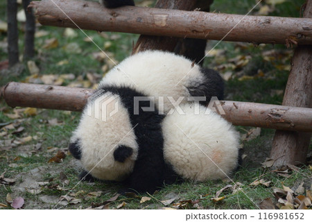 小熊貓 小熊貓 116981652