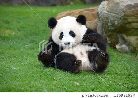 熊貓寶寶醒來 116981657