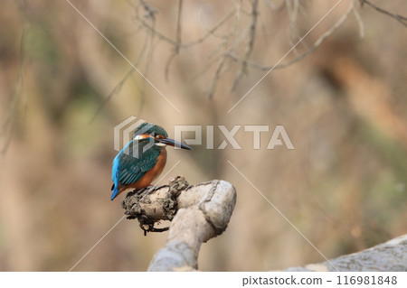 翠鳥玉 116981848