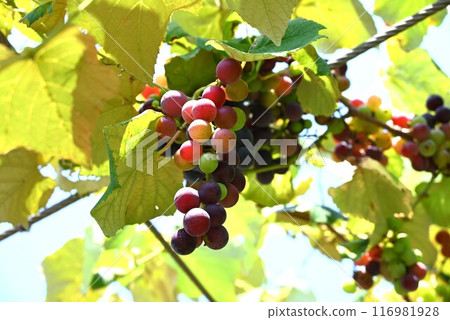 Viticulture 116981928