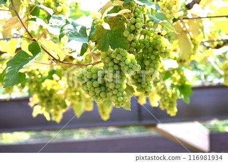 Viticulture Viticulture 116981934