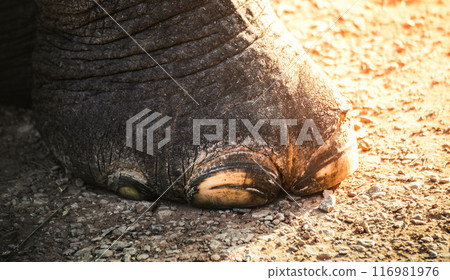 Closeup of elephant feet. (close-up) elephant's foot, Elephant's Legs. Closeup of elephant feet. (close-up) elephant's foot, Elephant's Legs. 116981976