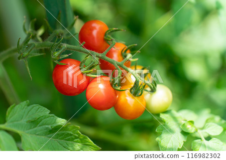 Mini Tomato Mini Tomato 116982302