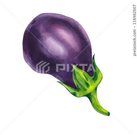 Watercolor eggplant vegetable Watercolor eggplant vegetable 116982607