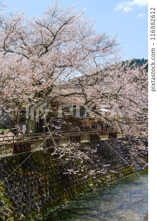 Akechi River with cherry blossoms in full bloom Akechi River with cherry blossoms in full bloom 116982612
