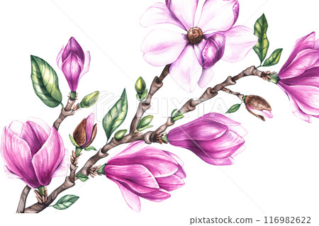 Watercolor magnolia horizontal background Watercolor magnolia horizontal background 116982622