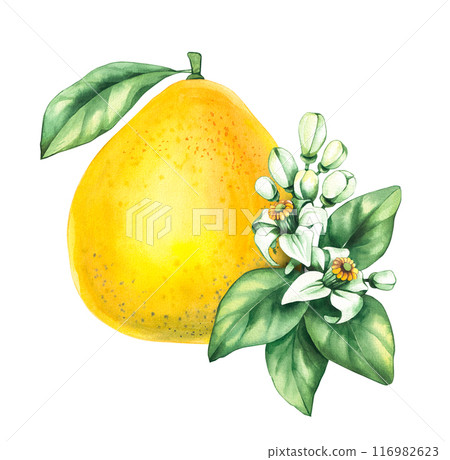 Watercolor Pomelo on white background Watercolor Pomelo on white background 116982623