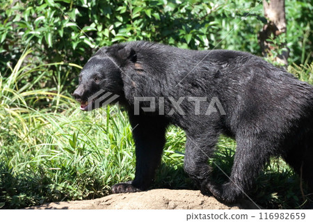 Summer Yokohama Zoo Zoorasia Wild-looking Asiatic Black Bear 116982659