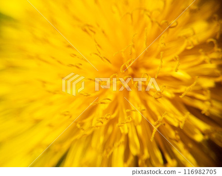 Close up macro shot of a yellow dandelion. Close up macro shot of a yellow dandelion. 116982705