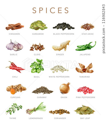 Cooking spices, condiments set on white background. Vintage style illustration. Hand drawn cinnamon, peppercorn blend, cardamom, clove, caraway element main spices collection for cooking, seasoning 116982843