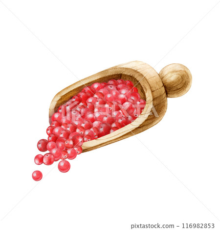 Pink peppercorn condiment spice in wooden spoon painted illustration. Vintage style image. Hand drawn pink pepper spice heap for cooking and seasoning ingredient isolated on white background Pink peppercorn condiment spice in wooden spoon painted illustration. Vintage style image. Hand drawn pink pepper spice heap for cooking and seasoning ingredient isolated on white background 116982853