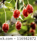 red currant on branch red currant on branch 116982872