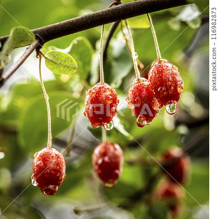 red currant on branch 116982873