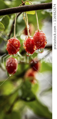 red currant on branch 116982874