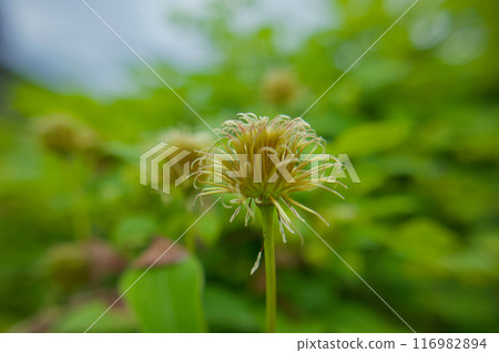 它含有種子並脫落花瓣。鐵線蓮「贊岐女王」Shibe。花的語言是「精神之美」和「甜蜜的束縛」。 116982894