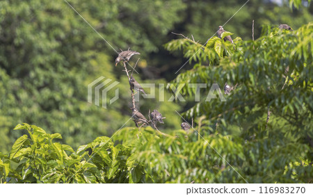 一群椋鳥 116983270