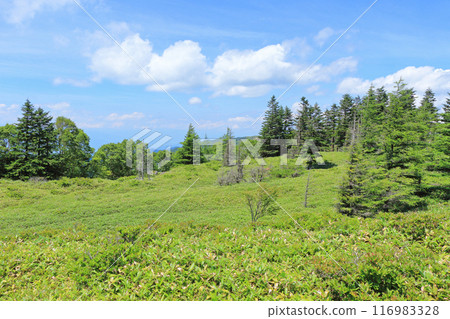 Summer Mikahara Plateau 116983328