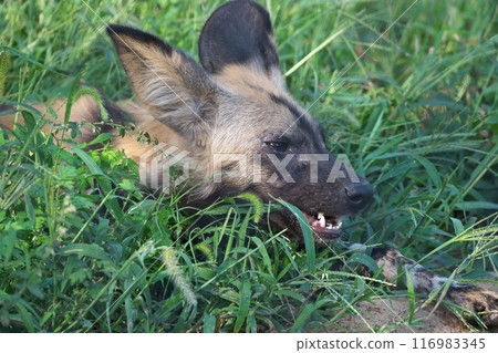 Summer Yokohama Zoo Zoorasia African wild dog lying down in the grass 116983345