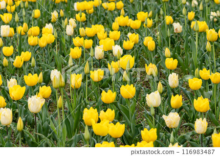 Spring image Yellow tulips 03 Spring image Yellow tulips 03 116983487