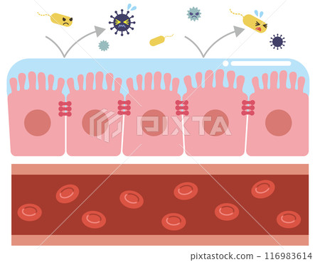 Healthy intestinal wall (no text) 116983614