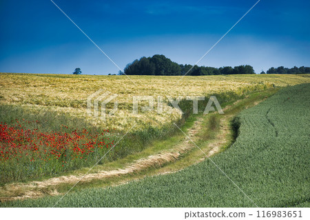 Scenic rural landscape with vibrant green fields and red poppy flowers Scenic rural landscape with vibrant green fields and red poppy flowers 116983651