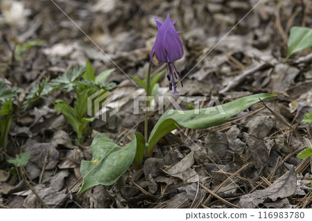 flower flower 116983780