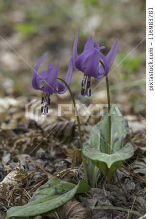 flower flower 116983781