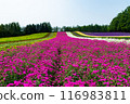 北海道富良野夏日風景 116983811