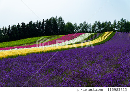 Furano summer scenery, Hokkaido Furano summer scenery, Hokkaido 116983813