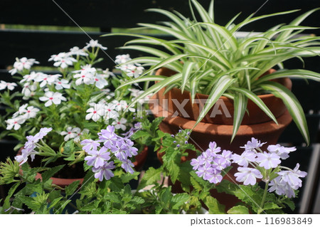 Flower pot with Madagascar periwinkle, Lilium longiflorum, and Verbena Flower pot with Madagascar periwinkle, Lilium longiflorum, and Verbena 116983849