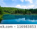 北海道美瑛町夏天的青池 116983853