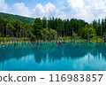北海道美瑛町夏天的青池 116983857