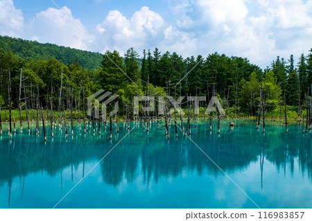 Blue Pond in summer, Biei, Hokkaido 116983857