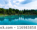 北海道美瑛町夏天的青池 116983858