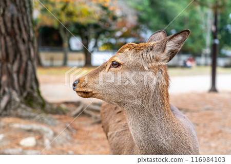 [Nara Prefecture] Wild deer in Nara Park 116984103