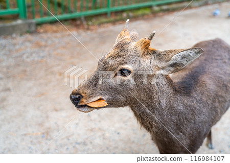 [奈良縣] 奈良公園的野鹿 116984107