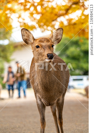 [奈良郡] 秋天奈良公園的野鹿 116984113