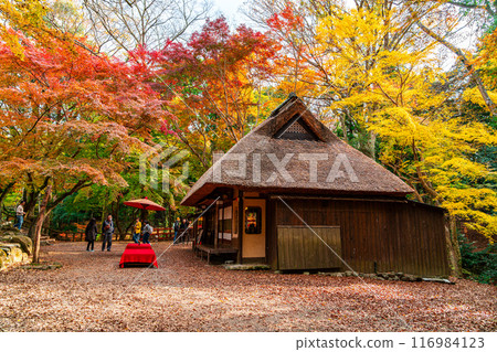 [奈良縣]奈良公園的水穀茶屋被明亮的秋葉包圍 116984123