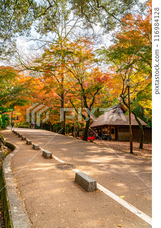 [Nara Prefecture] Mizutani Chaya in Nara Park surrounded by vibrant autumn foliage 116984128