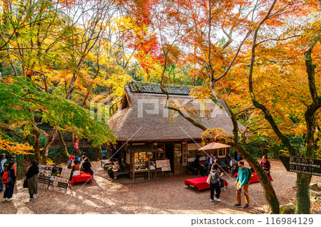 [Nara Prefecture] Mizutani Chaya in Nara Park surrounded by vibrant autumn foliage 116984129
