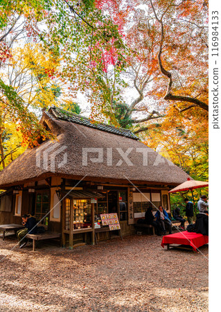 [奈良縣]奈良公園的水穀茶屋被明亮的秋葉包圍 116984133