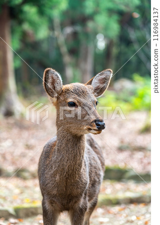 [奈良縣] 奈良公園的野鹿 116984137