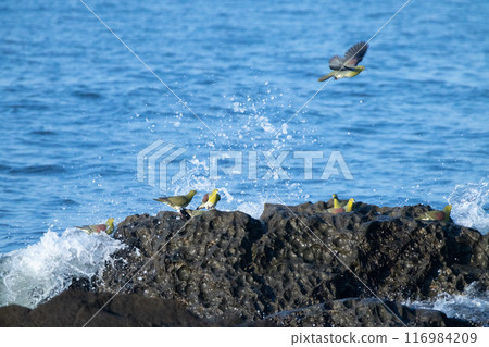 波浪飛濺和綠鴿子 波浪飛濺和綠鴿子 116984209