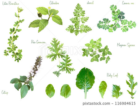 Cutout material set - Herbs 7 116984615