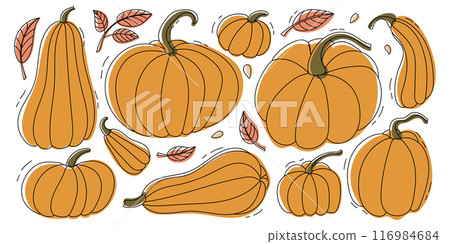 Hand drawn orange pumpkins with leaves. Vegetables in doodle style 116984684