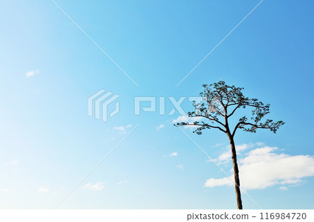岩手縣陸前高田市，藍天中的“奇蹟松樹” 116984720