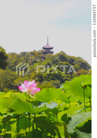 三溪 三溪 116984737